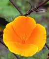 Blume (ganze Pracht)