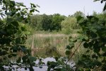Feuchtgebiet neben der Stra�e (links)
