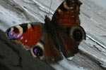 Schmetterlin (1)
